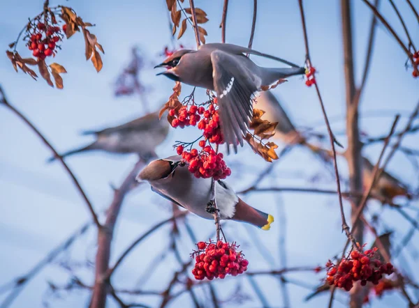 Bird waxwing in early spring in the natural habitat.