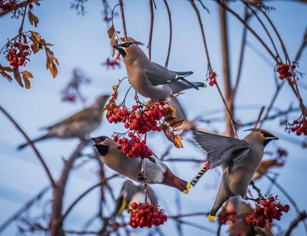 Bird waxwing in early spring in the natural habitat.