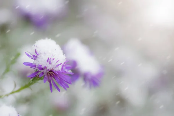 晩秋の庭の雪の下の高山植物の花が近づく — ストック写真
