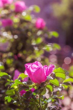 Gül çiçeği, yeşil bulanık arkaplanı kaplar..