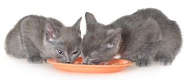 İki yavru kedi yeme kedi maması beyaz bir arka plan üzerinde bir kase gelen gri.