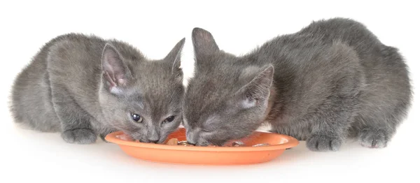 Два Серых Котенка Едят Кошачью Еду Миски Белом Фоне — стоковое фото
