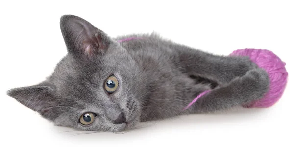 Lindo Gris Taquigrafía Gatito Lay Juega Con Bola Hilo Aislado —  Fotos de Stock