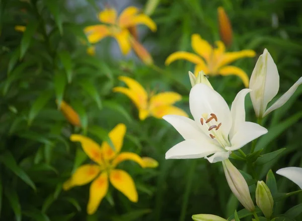 Härliga Blommor Vita Liljor Trädgården Sommardag — Stockfoto