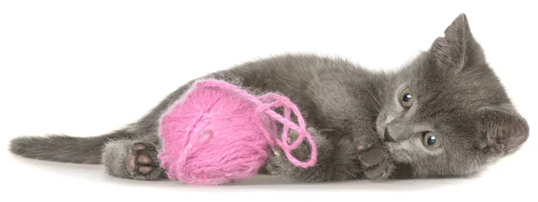 Bonito Cinza Shorthair Gatinho Leigos Joga Com Bola Fio Isolado — Fotografia de Stock