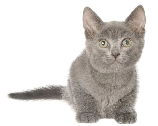 Petit Chaton Shorthair Gris Isolé Sur Fond Blanc — Photo