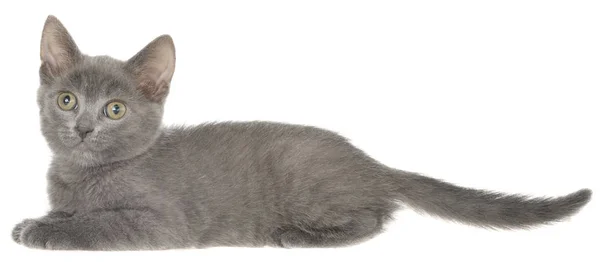 Маленький Сірий Короткошерстий Кошеня Лежить Ізольовано Білому Тлі — стокове фото