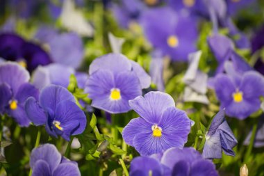 Bahçedeki parlak menekşeler yeşilliğin arka planına karşı. 