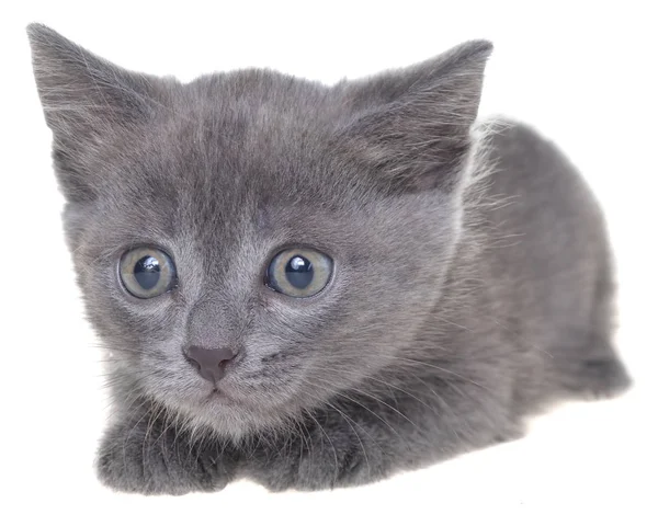 Small Gray Shorthair Kitten Lie Isolated White Background — Stock Photo, Image