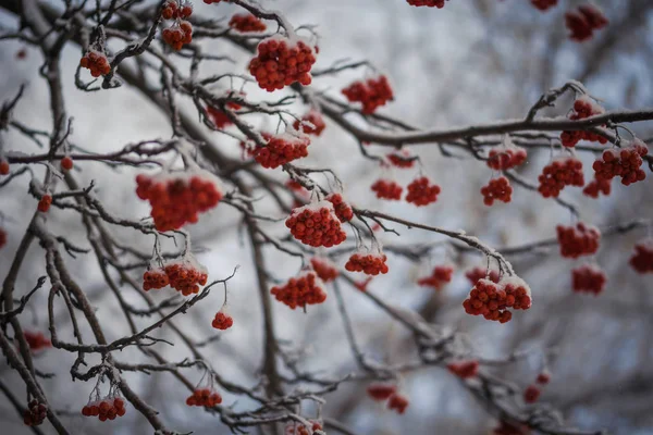 Ramas Cubiertas Nieve Ceniza Roja Montaña Frío Día Invierno —  Fotos de Stock