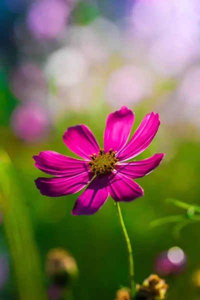 Cosmos flowers on a blurred background.