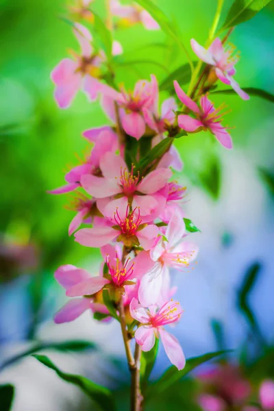 Flowering almonds — Stock Photo, Image