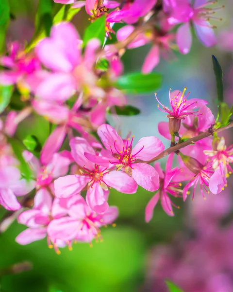 Flowering almonds — Stock Photo, Image