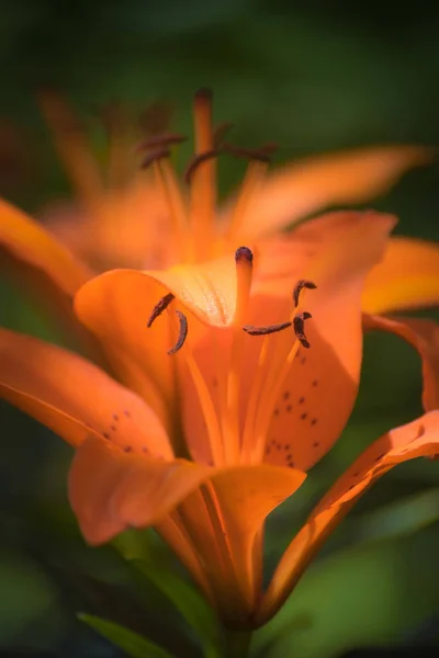 Blomma av orange Lilja i trädgården — Stockfoto