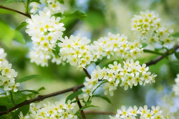 Branch of flowering bird cherry in white flowers — Stock Photo, Image