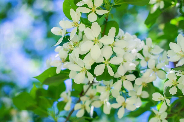 Çiçek açan elma ağacının dalı