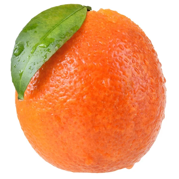 절연 리프와 함께 혈액 오렌지 — 스톡 사진