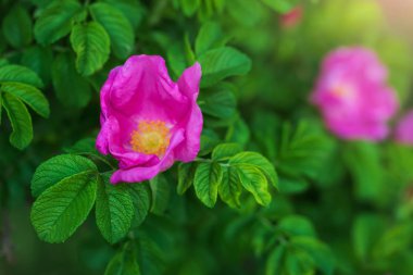 Pembe çiçek açan kuşburnu bahar günü