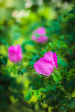 Çiçek beyaz yabani gül bahar