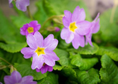 Menekşe çiçek çuha çiçeği closeup bahar.