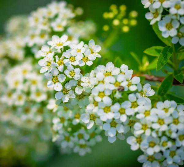 Spirea fiorente su una primavera — Foto Stock