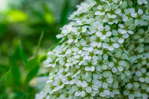 Ανθισμένα spirea σε ένα ελατήριο — Φωτογραφία Αρχείου