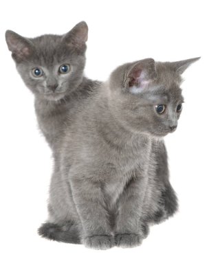 İki küçük gri stenografi kedi yavrusu oturma izole