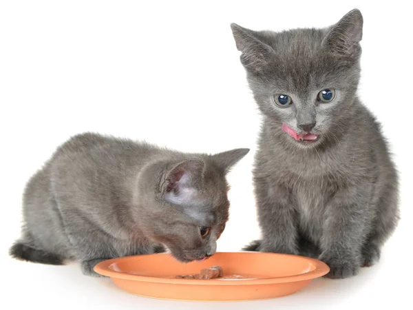 İki yavru kedi yeme kedi maması bir kase gelen gri — Stok fotoğraf