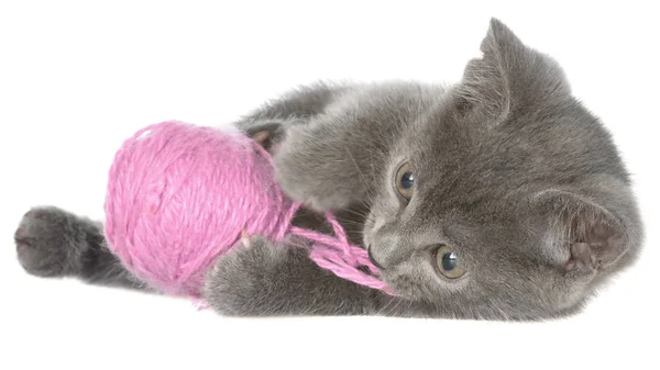 Leuke grijze korthaar kitten leggen en speelt met de bal van garen isola — Stockfoto