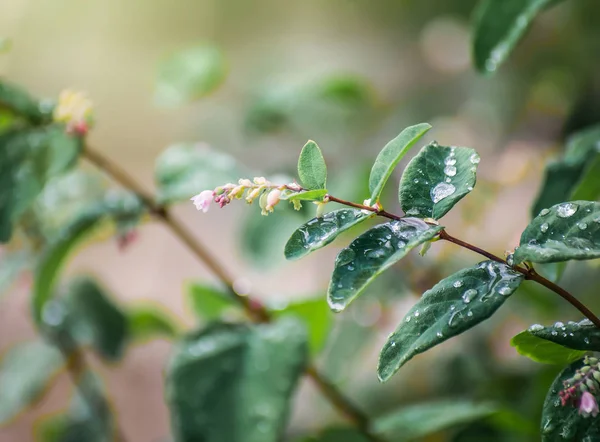 Snøbær i vanndråper etter regn på en solrik dag – stockfoto