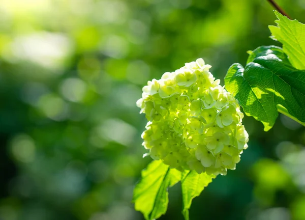 Bloeiende planten van viburnum buldenezh, witte bloemen — Stockfoto