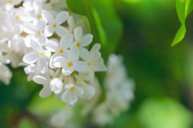 Güneşli bir günde beyaz Lila çiçekleme şube