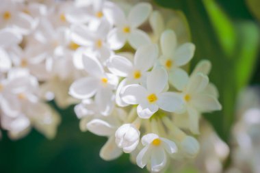 Güneşli bir günde beyaz Lila çiçekleme şube
