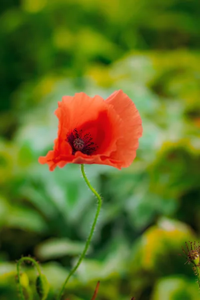 Červené mápy v létě — Stock fotografie