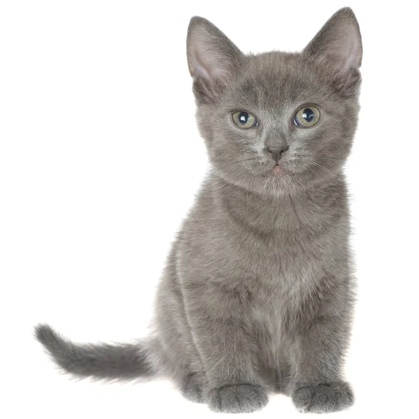 孤立的小灰色短毛猫小猫坐 — 图库照片