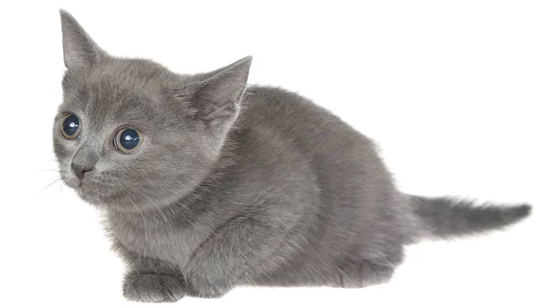Gatinho bonito rastejando sorrateiro isolado — Fotografia de Stock