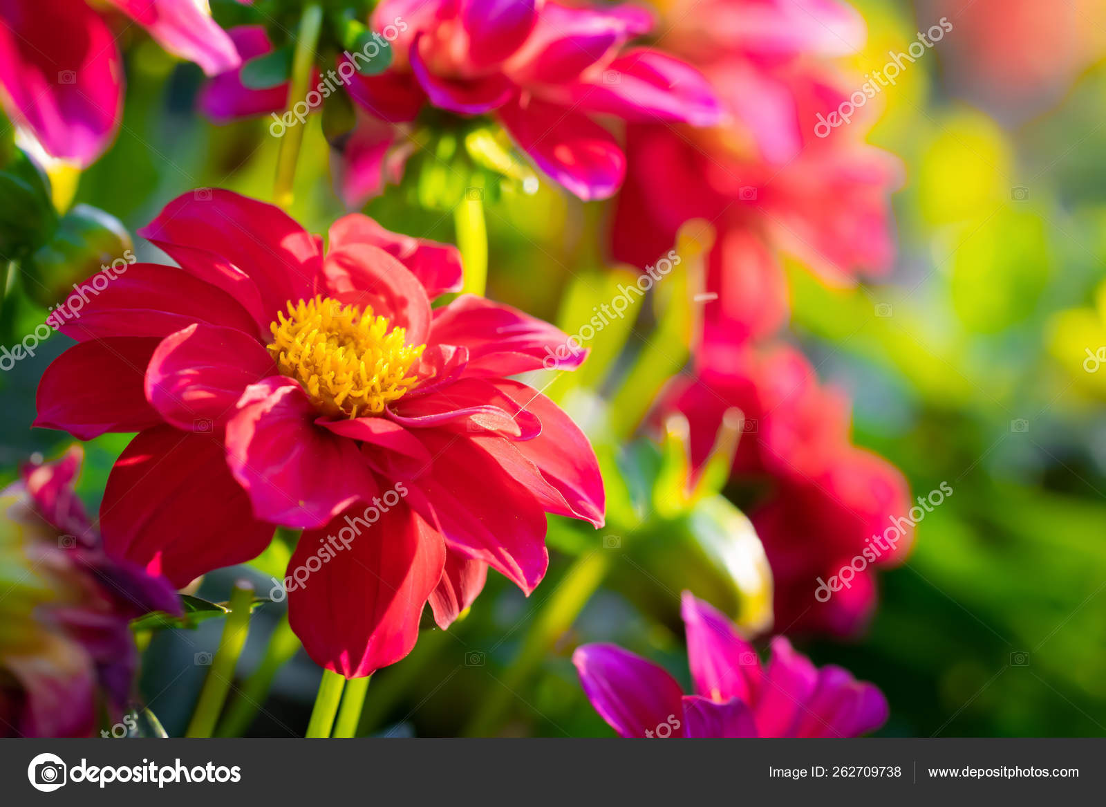 Dálias vermelhas floridas no jardim fotos, imagens de © LuGrish #262709738