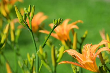 Çiçek bahçesinde turuncu lilyum