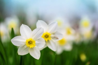 Bahar çiçeği nergis