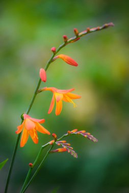Canlı turuncu Crocosmia çiçekleri.