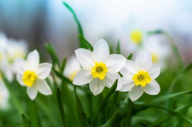 Bahar çiçeği nergis