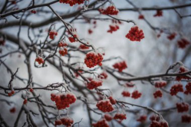 Dağ kül kar altında kırmızı meyveler.