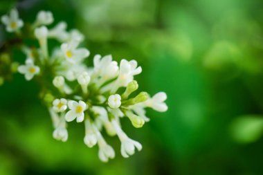 Güneşli bir günde beyaz Lila çiçekleme şube