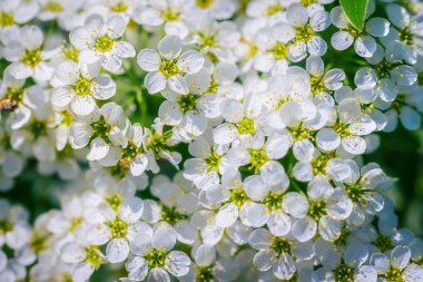 Bir bahar üzerinde çiçek açan erkeçsakalı
