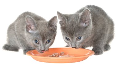İki yavru kedi yeme kedi maması bir kase gelen gri