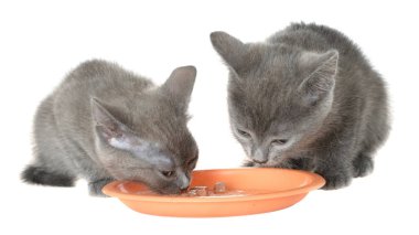 İki yavru kedi yeme kedi maması bir kase gelen gri