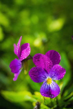 Mor Menekşe çiçek