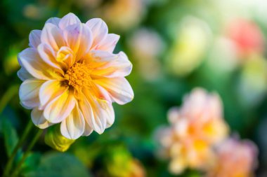 Bahçede güzel bir yıldız çiçeği