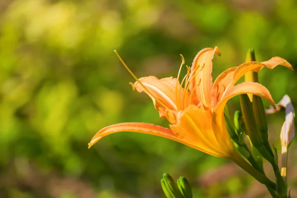 Flower of orange lily in garden — Stock Photo, Image