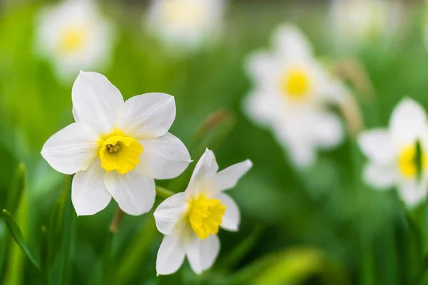 Весенний цветок Нарцисса — стоковое фото